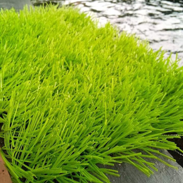 Rumput Sintetis