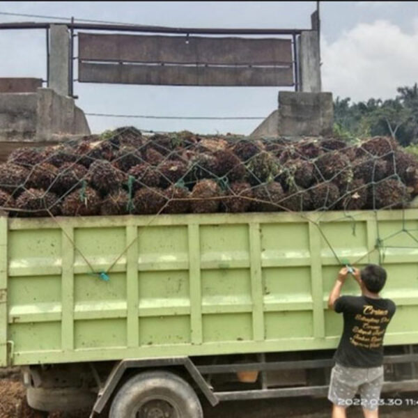 Jaring Pickup Tutup Truck